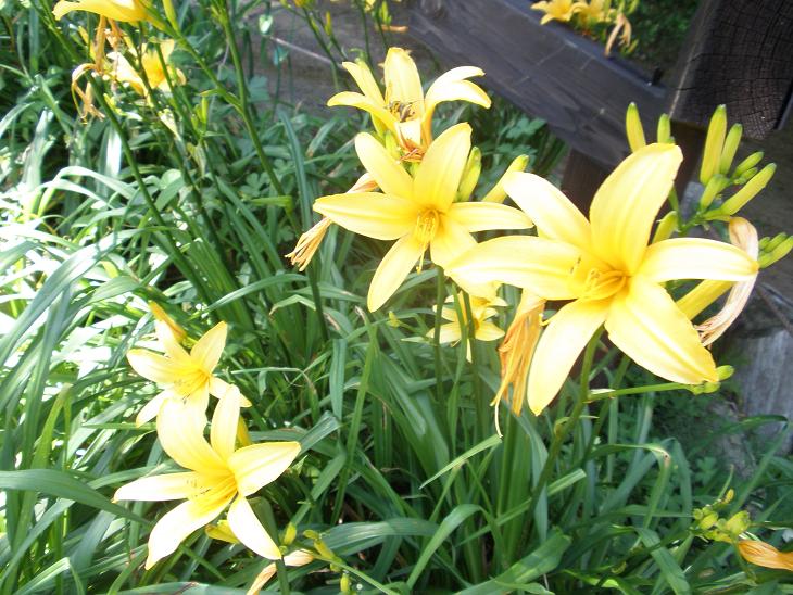 ニッコウキスゲ