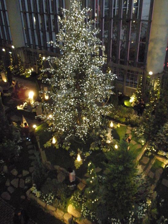 奇跡の星の植物館イルミ