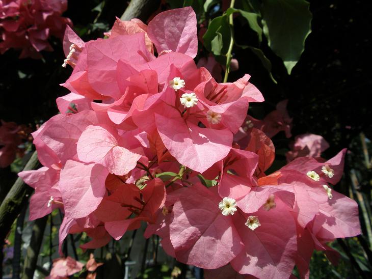 ブーゲンビリア