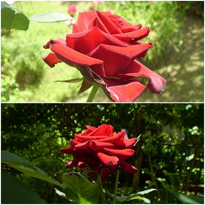 ROSE red.jpg