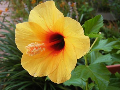 レゲエブリーズ2