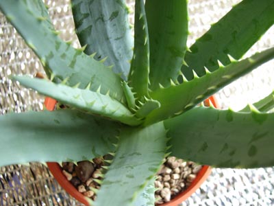 ブルー・エルフ2