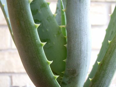 ブルー・エルフ3