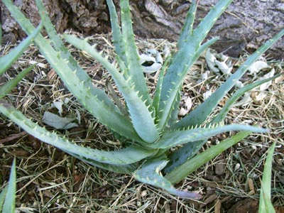 ブルー・エルフ4