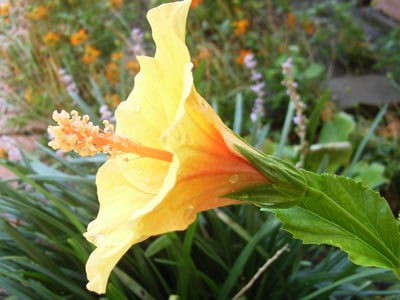 レゲエブリーズ3