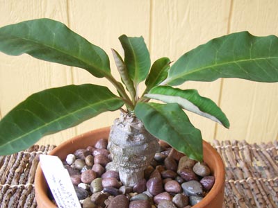 アルフレディー2