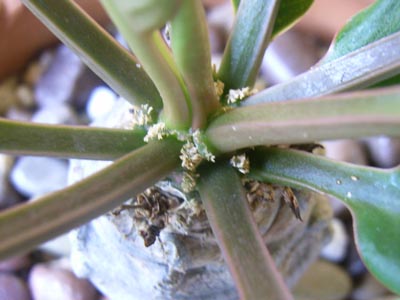 アルフレディー3