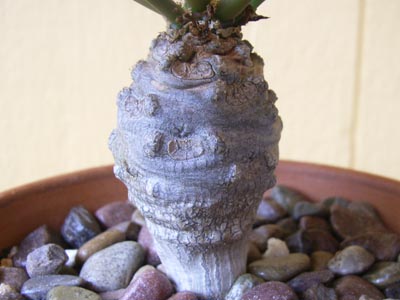 アルフレディー4