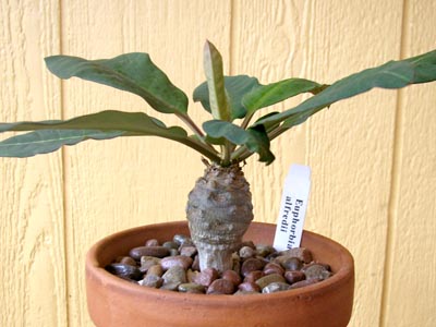 アルフレディー5