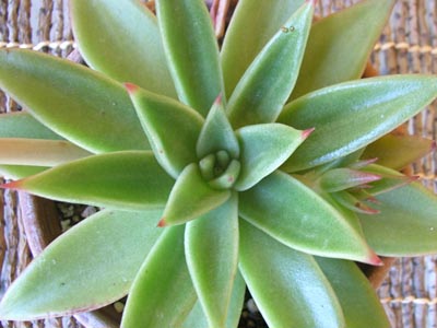 アガヴォイデス2