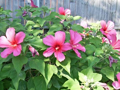 モイグランデ５