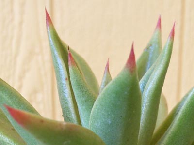 アガヴォイデス3