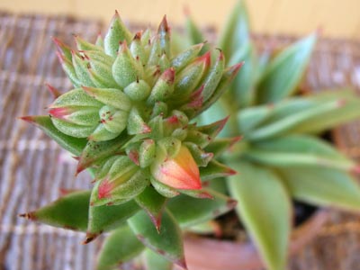 アガヴォイデス4