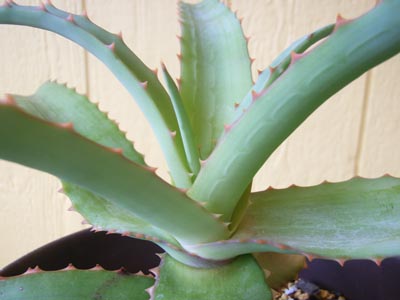 ファイヤーランチ1