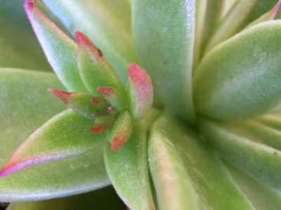 アガヴォイデス5