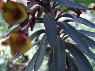 ブラックバード2