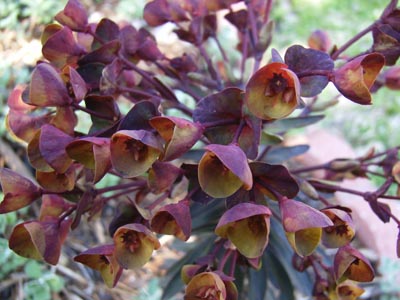 ブラックバード3