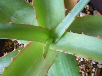 ファイヤーランチ3