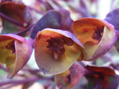 ブラックバード4