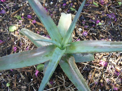 ファイヤーランチ4