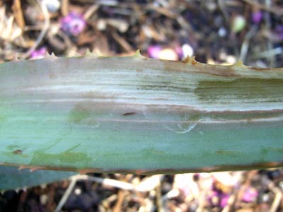 ファイヤーランチ5