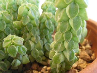 ペペ・コルメラ2