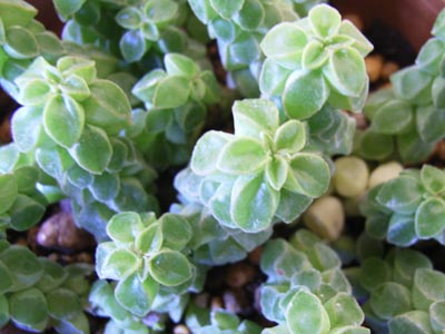 ペペ・コルメラ3