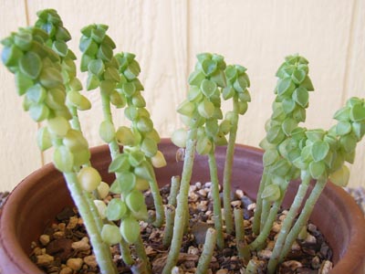 ペペ・コルメラ4