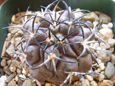 コピアポア銅鑼丸1