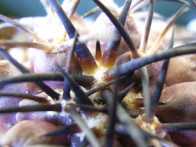 コピアポア銅鑼丸3