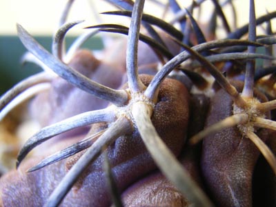 コピアポア銅鑼丸4