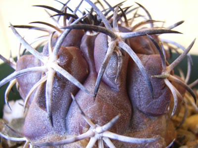 コピアポア銅鑼丸5