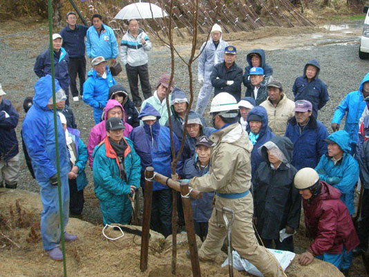 桜の定植：縛り方説明