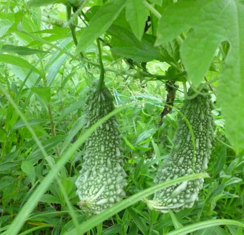 ゴーヤ.jpg