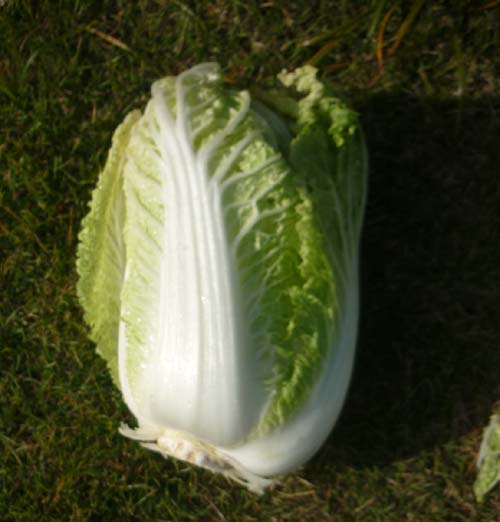 キャベツP1000994.jpg
