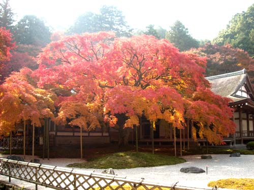 紅葉２.jpg