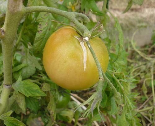 トマトP1010111.jpg
