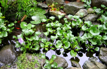 湧き水池