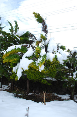雪で大変