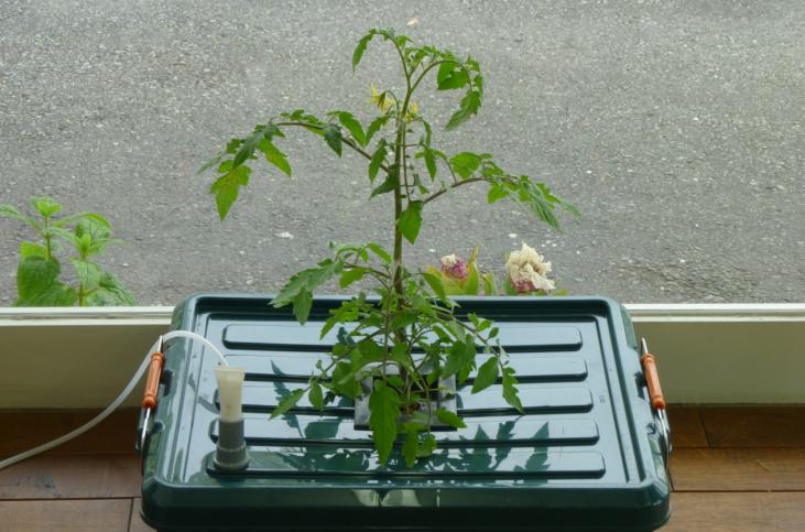 自作の水気耕栽培装置のトマトは 41ｃｍに Potitto の粒焼 楽天ブログ