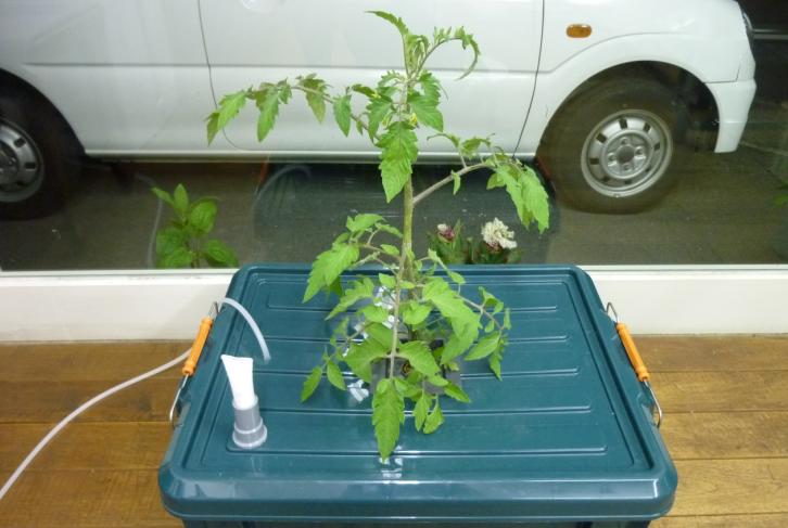 自作の水気耕栽培装置のトマトは １日に1ｃｍづつ成長している Potitto の粒焼 楽天ブログ