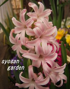 ヒヤシンス ピンク ローマン系3,30.jpg