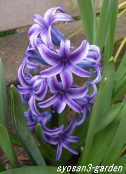 ヒヤシンス 紫4,2.jpg