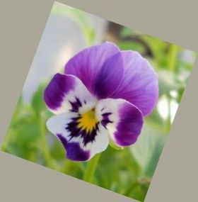 ビオラ 水の妖精 花.jpg