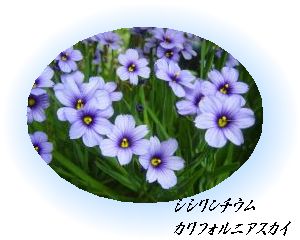シシリンチウムの花.jpg
