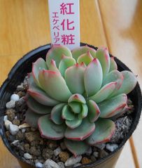 多肉紅化粧.jpg