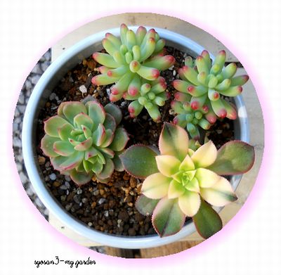 多肉寄せ植え2.jpg