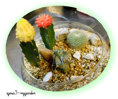サボテン寄せ植え１.jpg