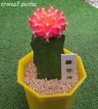 サボテン緋牡丹.jpg