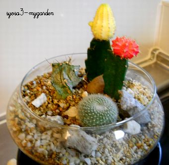 サボテン寄せ植え.jpg